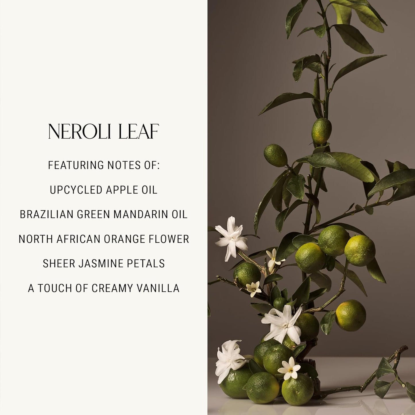 Homecourt Luxury Scented Candle, 60-Hour Burn Time, Soy Wax Blend & Organic Cotton Wick, Kiln-Fired Reusable Ceramic Vessel, Neroli Leaf, 8 oz